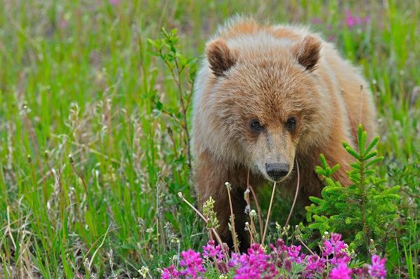 Canada-Yukon Grizzly bear close-up